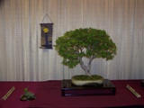Professional bonsai exhibit MABS 2011 PIE